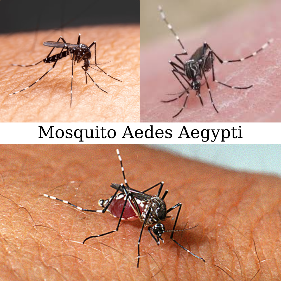 Mosquito Aedes Aegypti